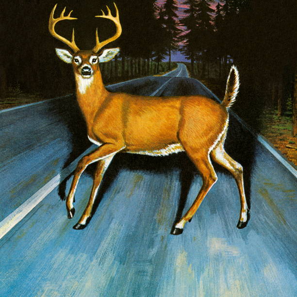 free clip art deer in headlights - photo #13