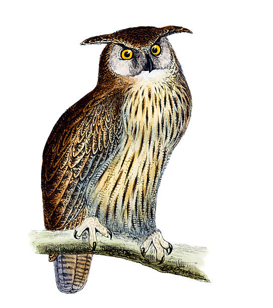eagle owl clip art - photo #2