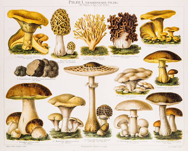 oyster mushroom clip art - photo #42