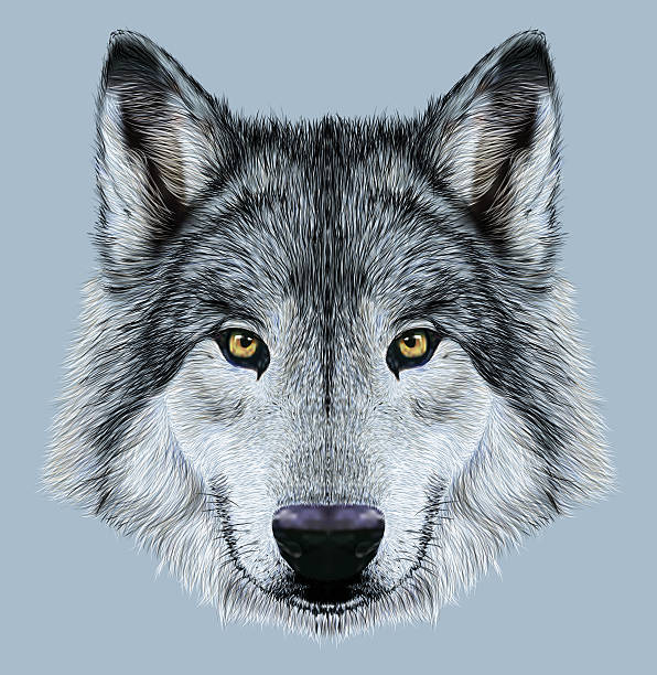 Wolf Face Clip Art, Vector Images & Illustrations iStock