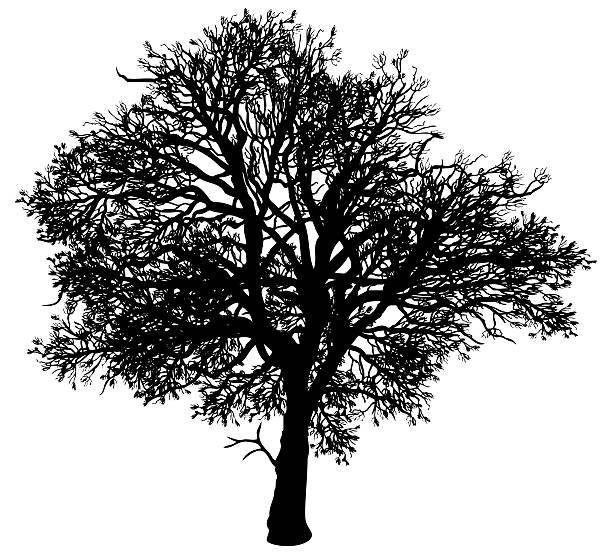 oak tree clip art vector - photo #16