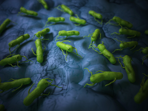 Salmonella Bacterium Clip Art, Vector Images & Illustrations - iStock