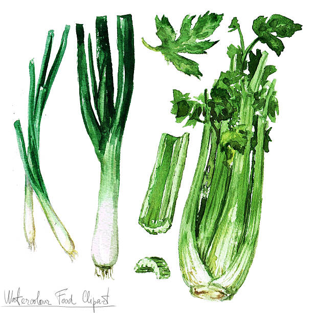 spring onion clipart - photo #48