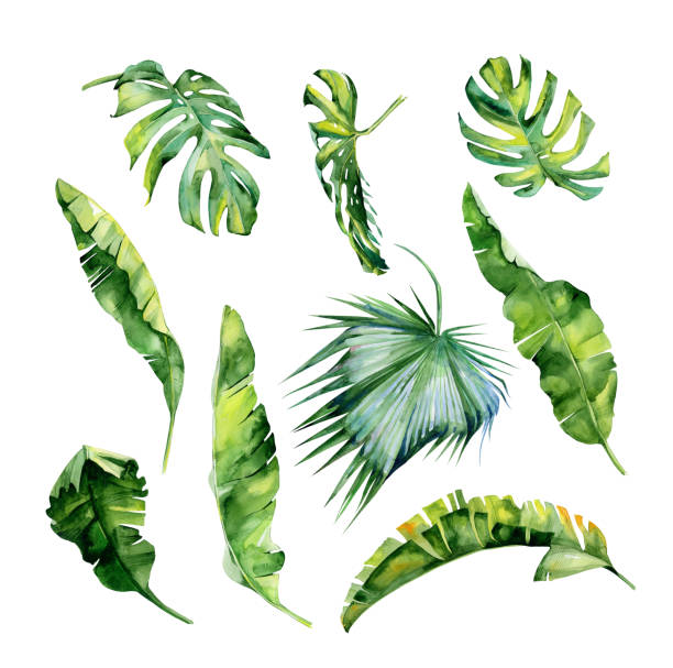 clip art tropical leaves - photo #41