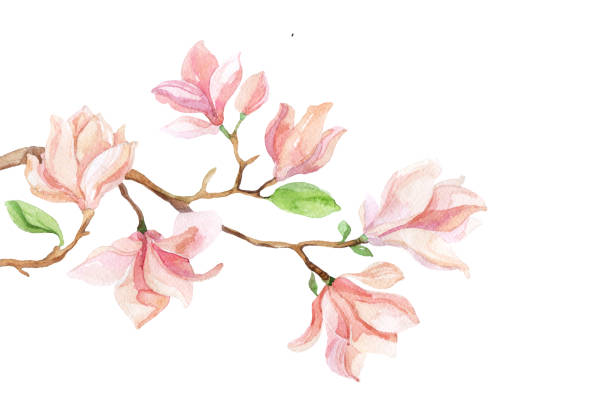 free clip art magnolia flower - photo #39