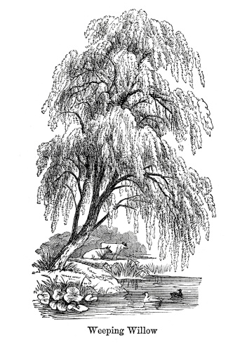 clip art willow tree - photo #31