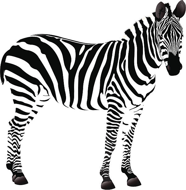 zebra drawings clip art - photo #10