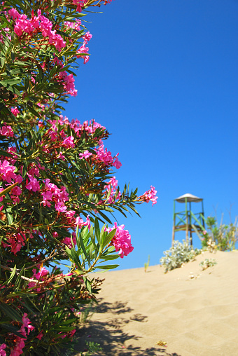 Image result for oleander plant at the beach