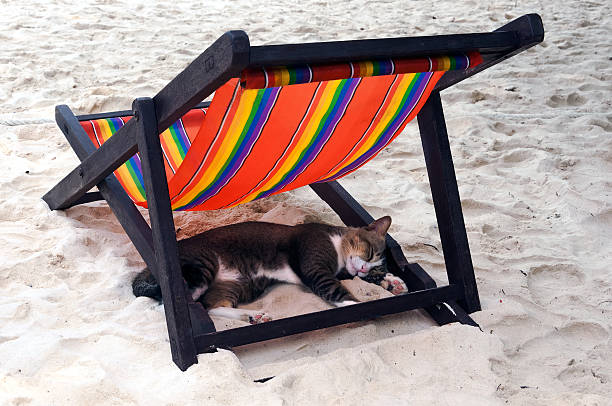 Image result for cat in hammock on beach