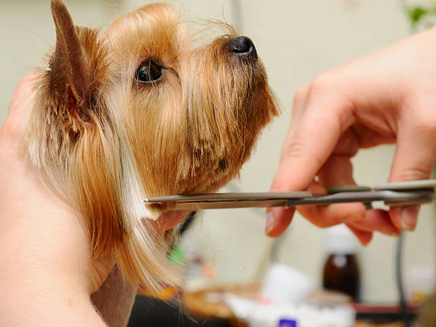 5 Mistakes Dog Groomers Make