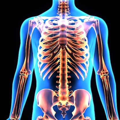 Rib Cage Pictures, Images and Stock Photos - iStock