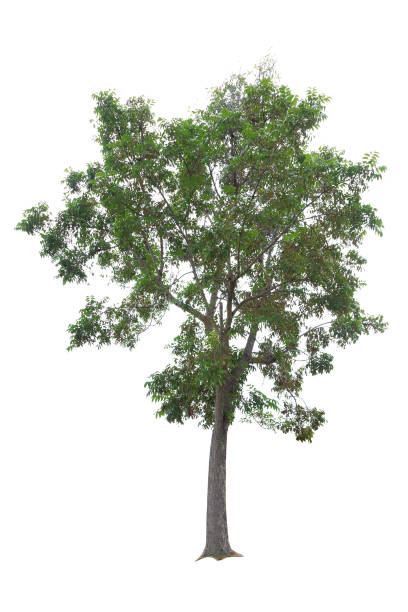 Mahagonibaum sdatec.com