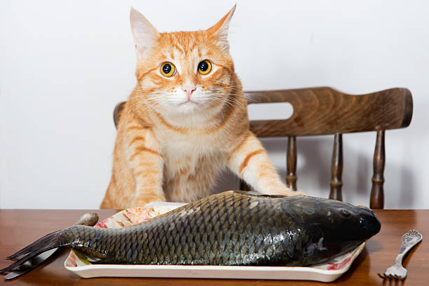Hasil gambar untuk cat and fish