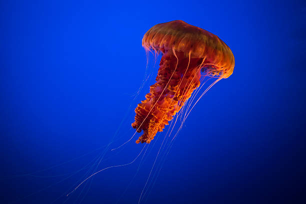 Image result for red jelly fish