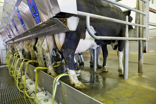 Cow`S Milk Elimination Diet