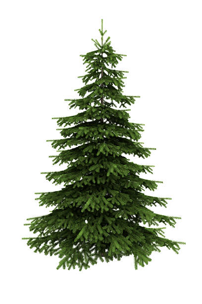Spruce Tree Pictures, Images and Stock Photos - iStock