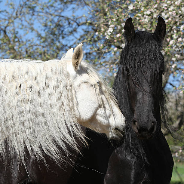 white-andalusian-horse-with-black-friesian-horse-picture-id627542060?k=6&m=627542060&s=612x612&w=0&h=8aBzuhjpX_cut_D6Rh8aDfEEVi8rjqPNVP5IshUk1MM=