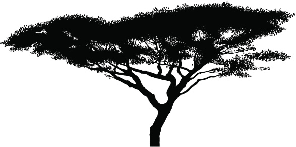 acacia tree clipart - photo #21
