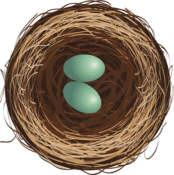 clipart birds nest eggs - photo #28