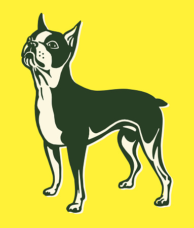 Boston Terrier Clip Art, Vector Images & Illustrations - iStock