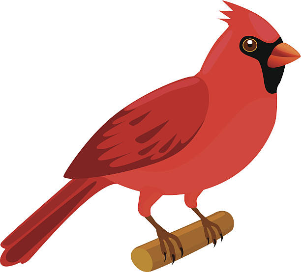 Cardinal Bird Clip Art, Vector Images & Illustrations - iStock
