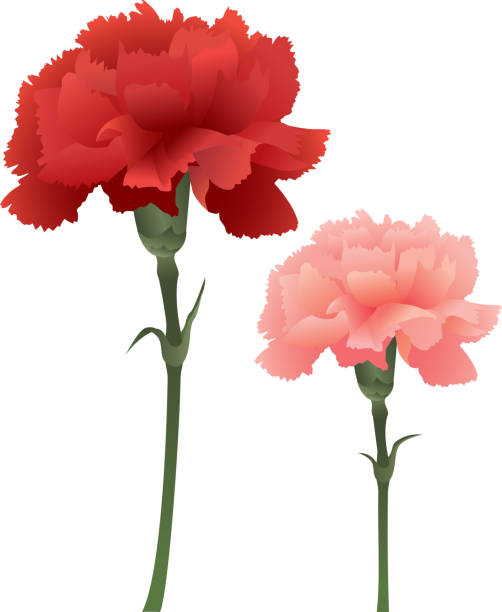 clip art carnation flower - photo #38