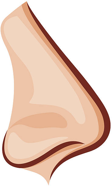 Human Nose Clip Art, Vector Images & Illustrations - iStock