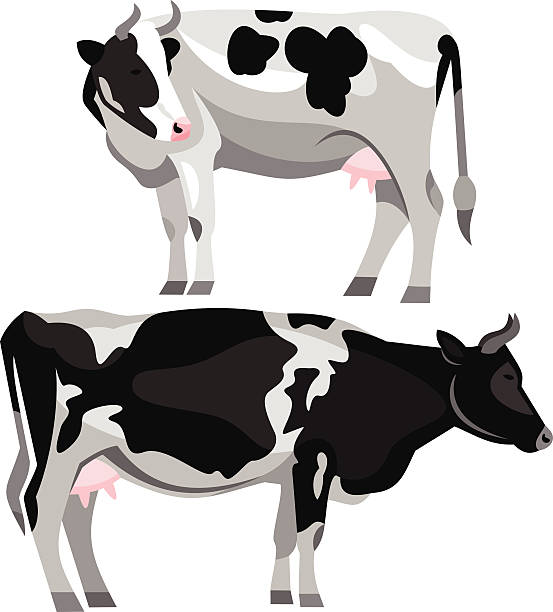 cow clipart vector - photo #13