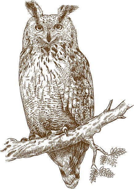 eagle owl clip art - photo #5