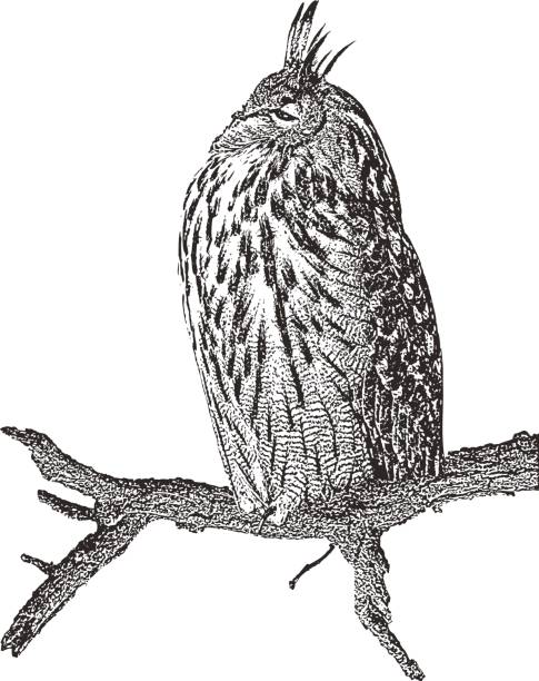 eagle owl clip art - photo #7