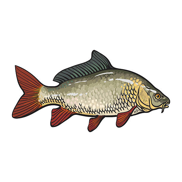 carp fish clip art free - photo #16