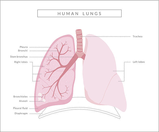 lungs clipart vector - photo #25