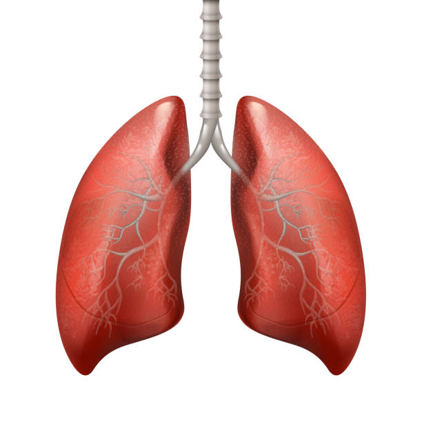 clipart human lungs - photo #8