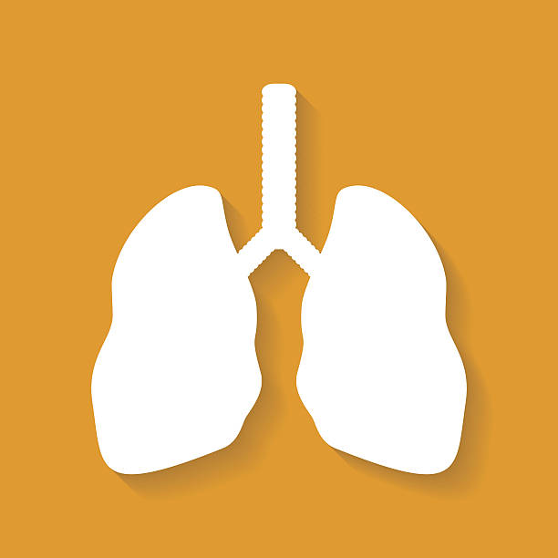 lungs clipart vector - photo #27