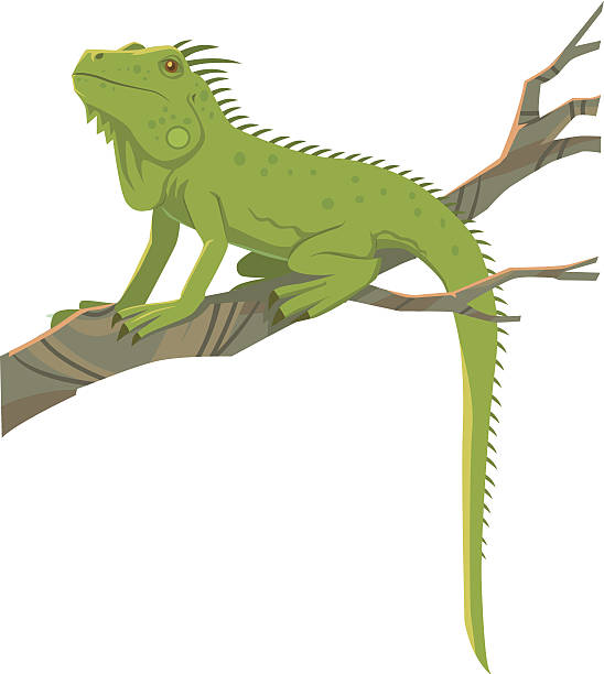clipart of an iguana - photo #23