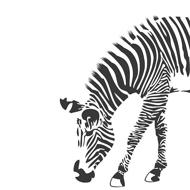 zebra vector clipart - photo #21