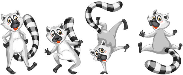 Image result for lemur clipart