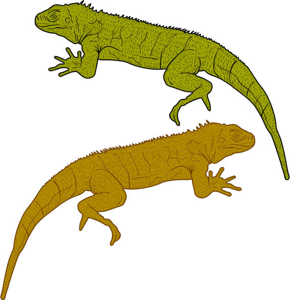 iguana illustrations clipart - photo #29