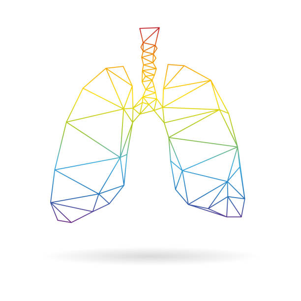 lungs clipart vector - photo #18