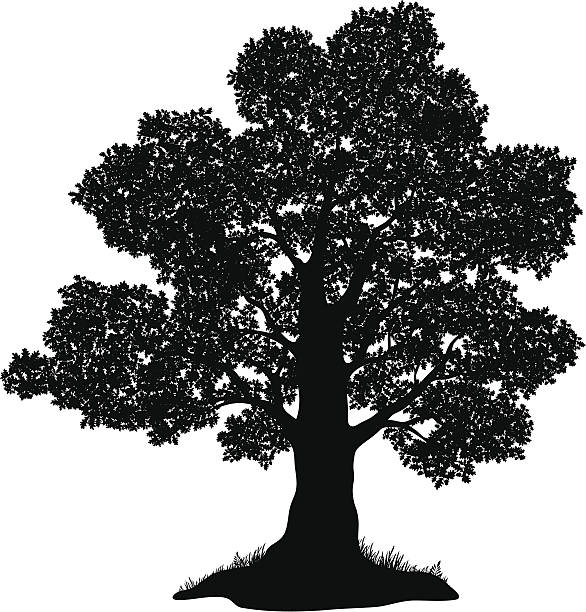 oak tree clip art vector - photo #33
