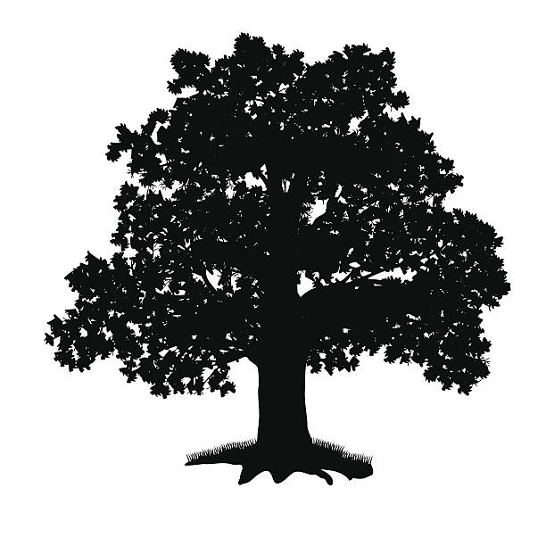 oak tree clip art vector - photo #45