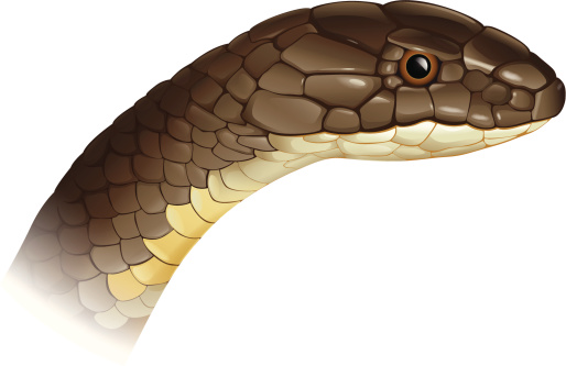 king cobra clipart - photo #27