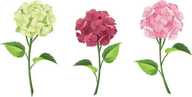 green hydrangea clip art - photo #12