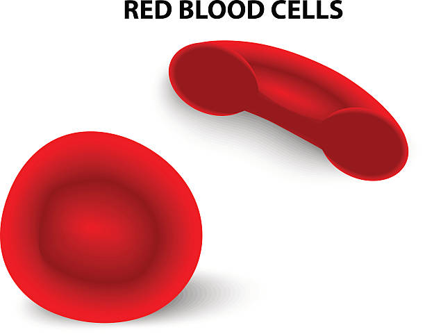 free clip art red blood cells - photo #30