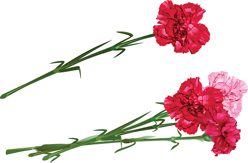 clip art carnation flower - photo #32