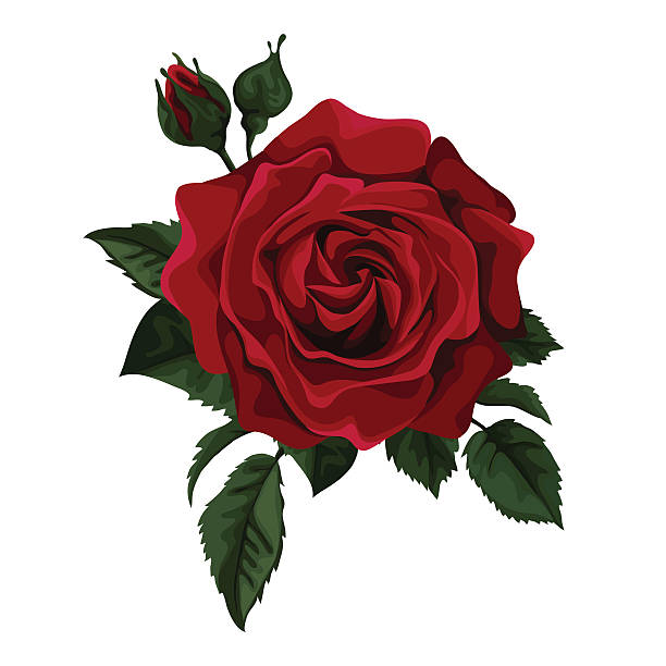 clipart rote rose - photo #22