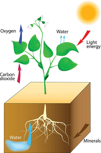 clipart photosynthesis - photo #29