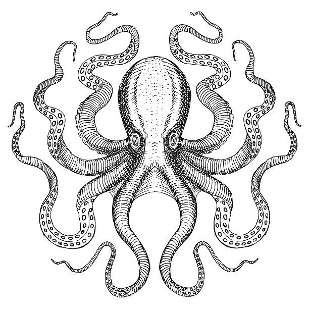 octopus clipart vector pack - photo #38