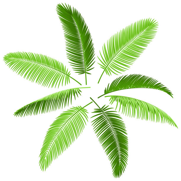 palm leaves clipart - photo #48
