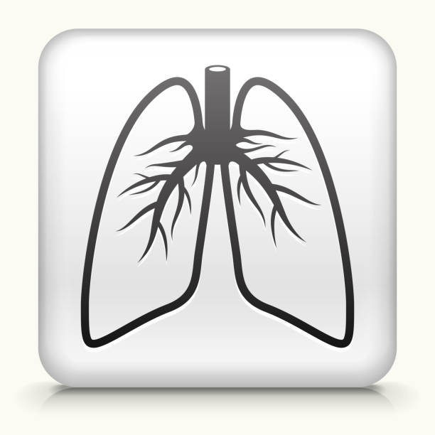 lungs clipart vector - photo #49